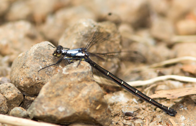 Austroargiolestes christine